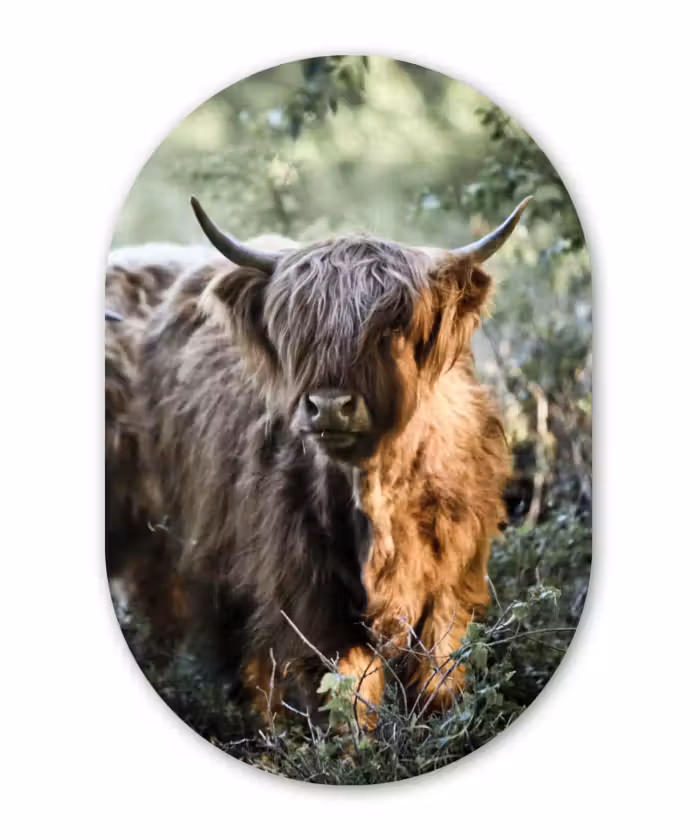 Muurovaal - Schotse Hooglanders - Bos - Dieren