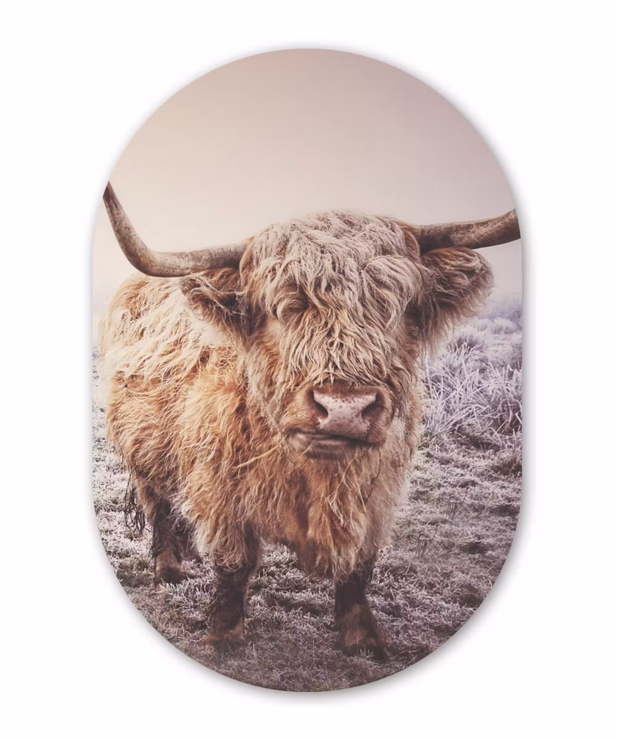 Muurovaal - Schotse Hooglanders - Sneeuw - Zon