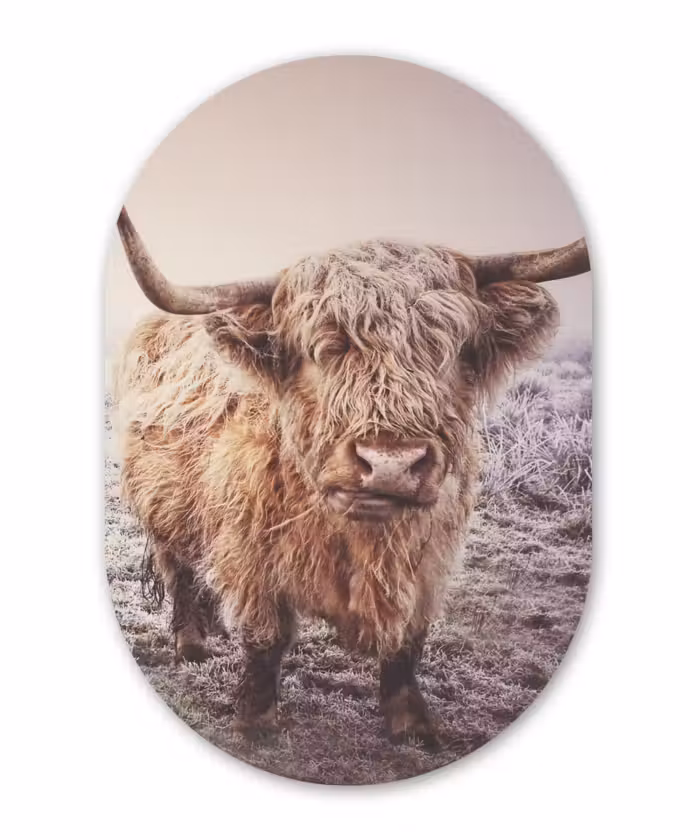 Muurovaal - Schotse Hooglanders - Sneeuw - Zon