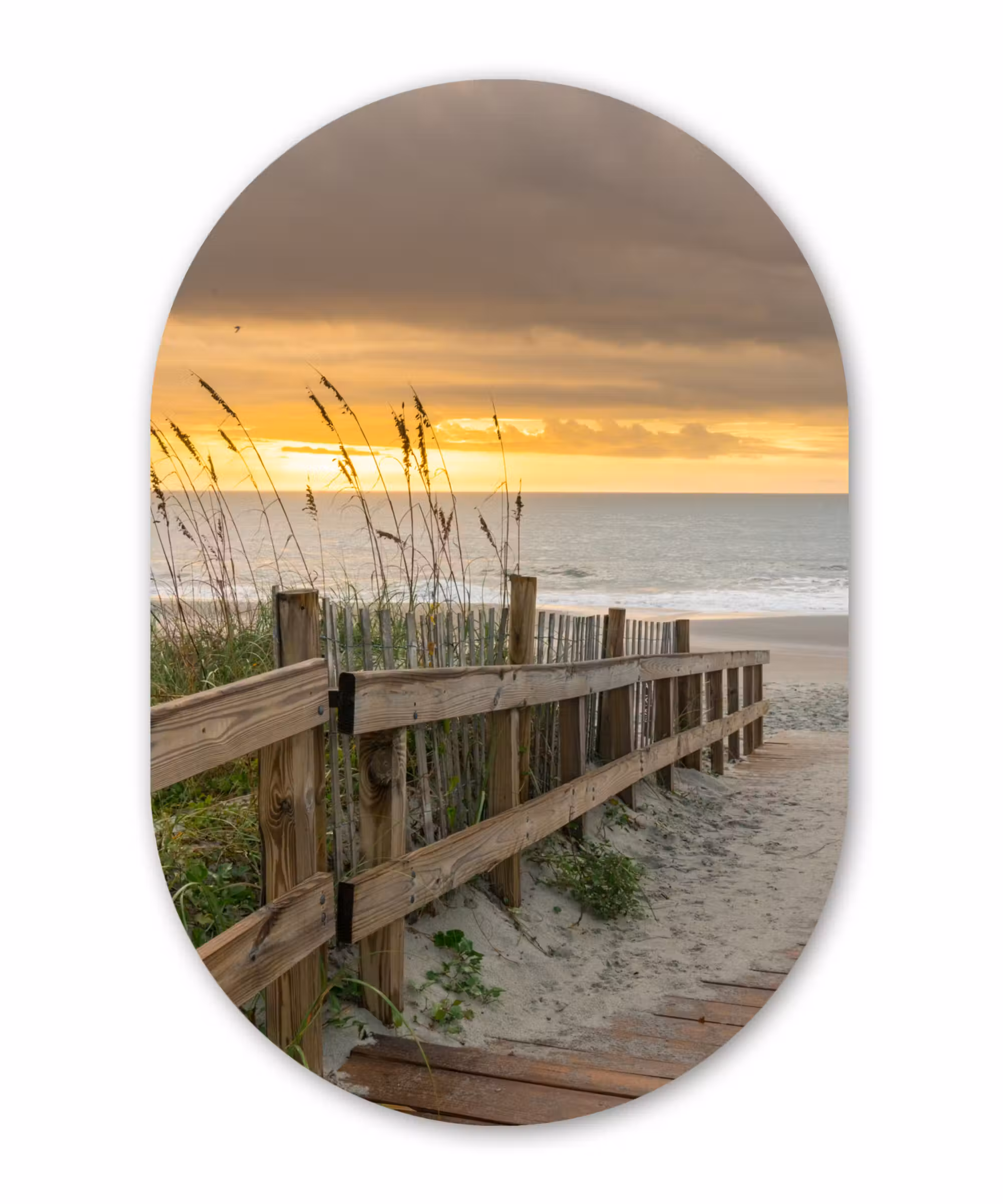 Muurovaal - Strand - Zee - Duin - Pad