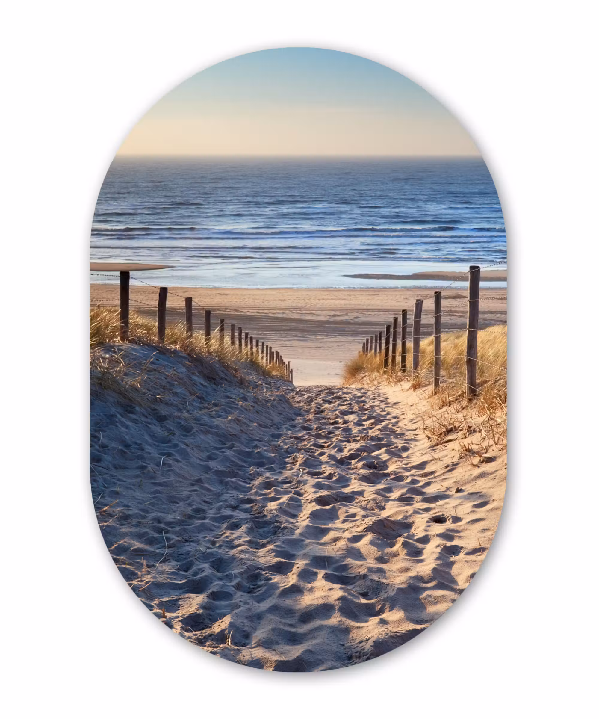 Muurovaal - Strand - Zee - Nederland - Duinen - Zon