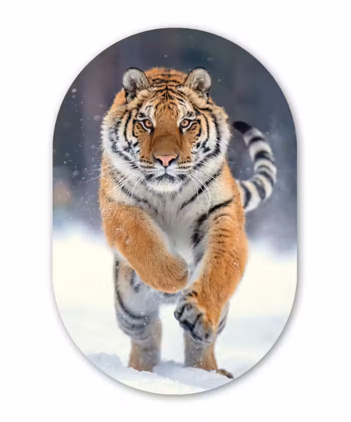 Muurovaal - Tijger - Landschap - Sneeuw - Winter - Dieren