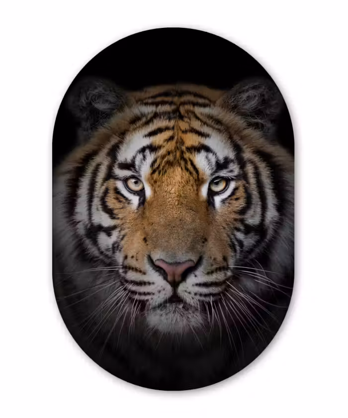 Muurovaal - Tijger - Wilde dieren - Portret - Zwart - Dieren