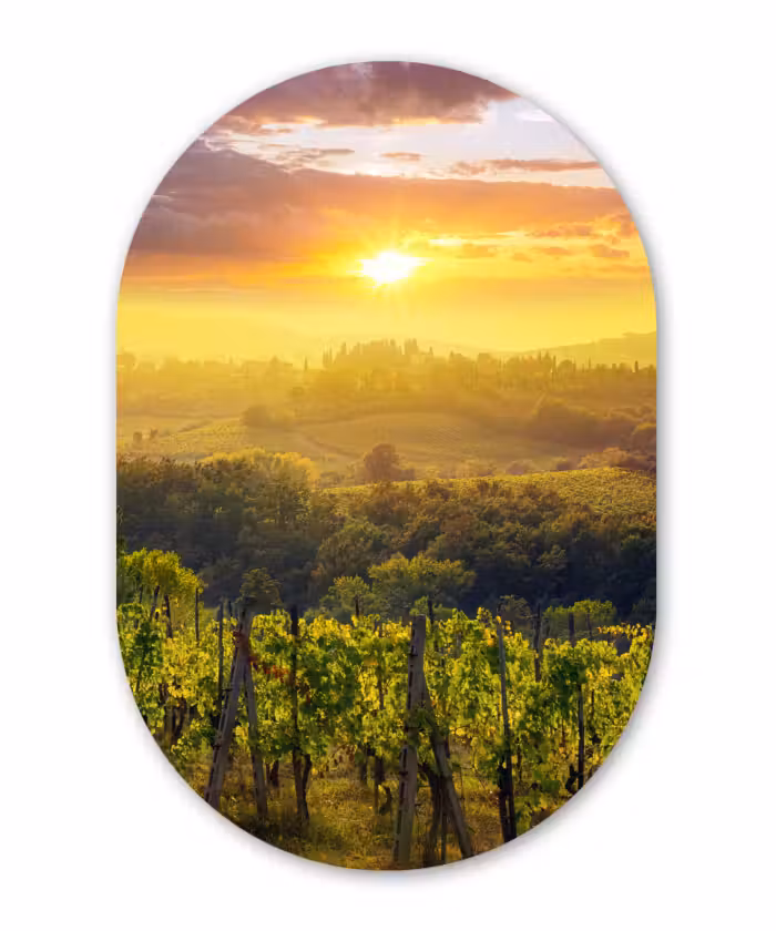 Muurovaal - Kunststof - Toscane - Italië - Druivenbomen