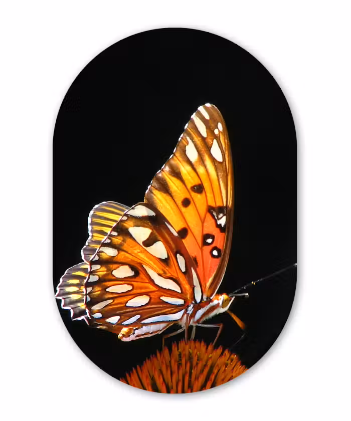 Muurovaal - Vlinder - Bloemen - Insect - Portret - Zwart - Oranje