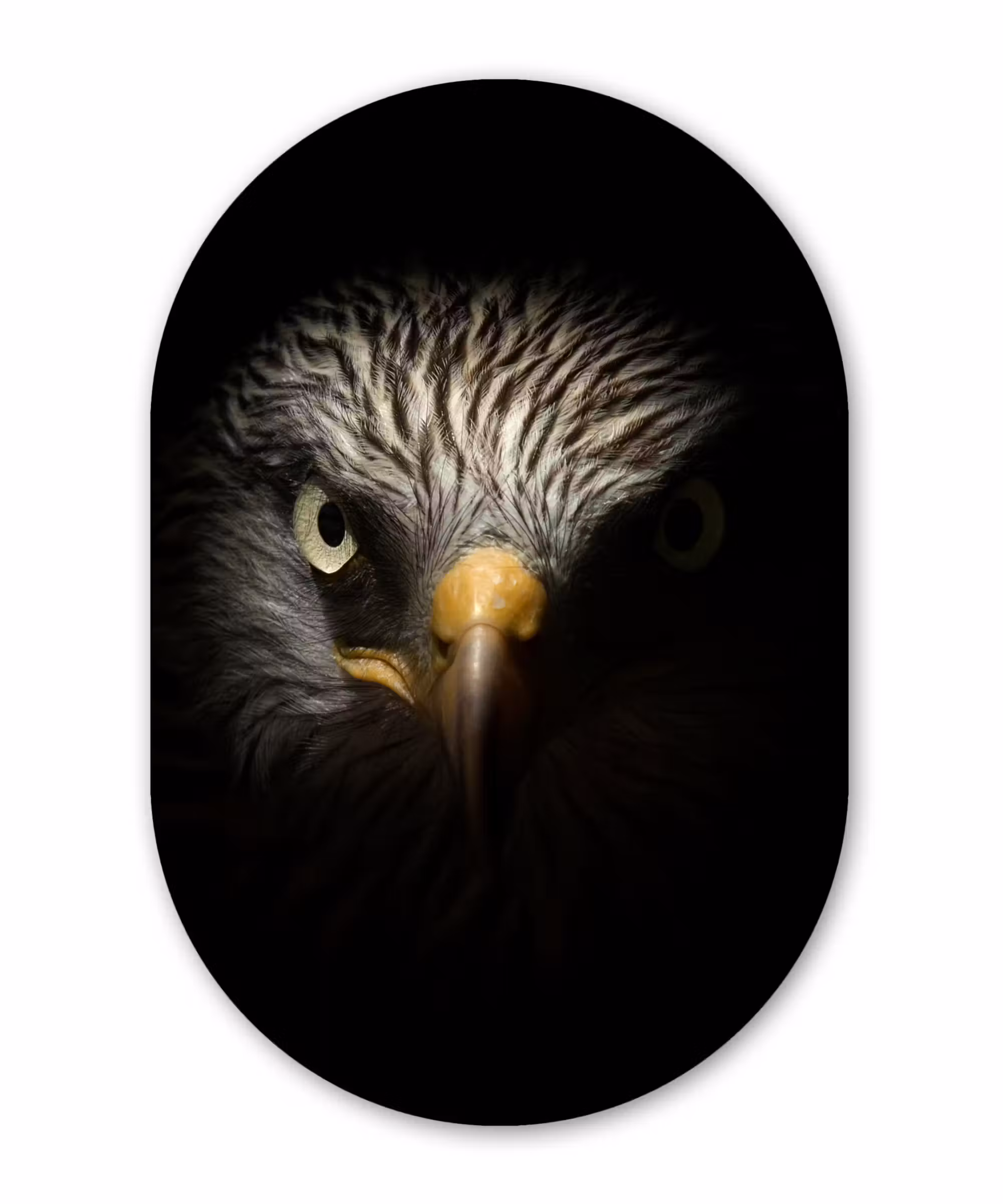 Muurovaal - Vogel - Adelaar - Roofvogels - Oog - Snavel - Licht