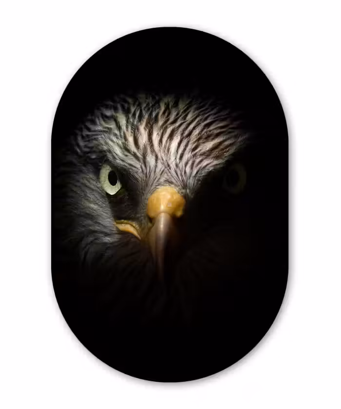 Muurovaal - Vogel - Adelaar - Roofvogels - Oog - Snavel - Licht