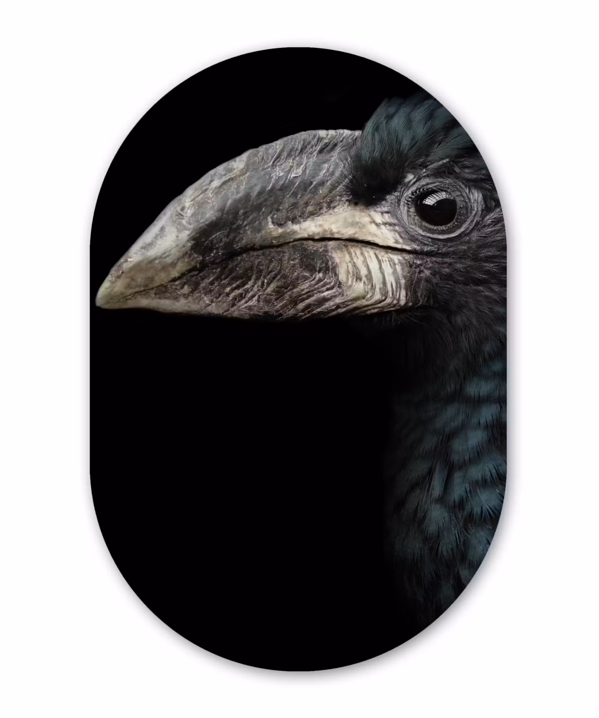 Muurovaal - Vogel - Portret - Neushoornvogel - Zwart - Dieren