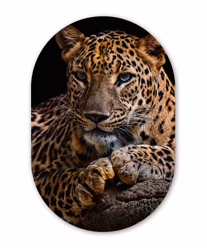 Muurovaal - Wilde dieren - Panter - Portret - Zwart - Dieren