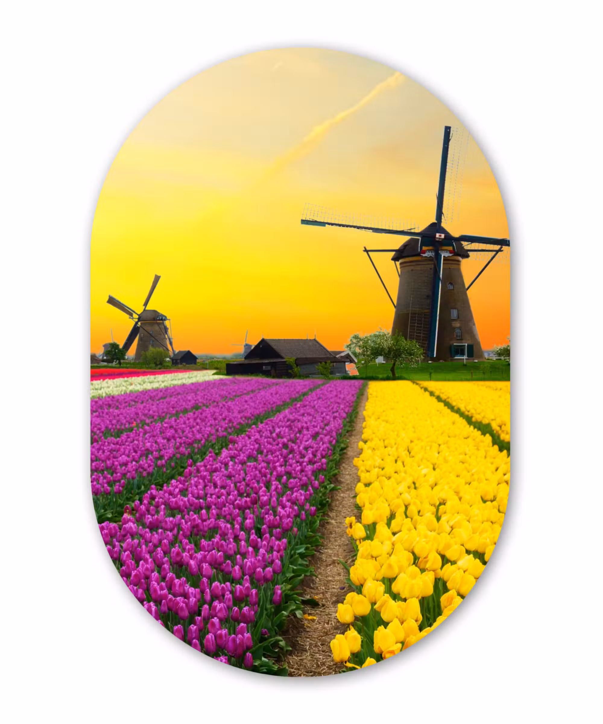 Muurovaal - Windmolen - Tulpen - Bloemen - Lente