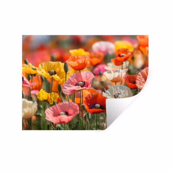 Muursticker - Bloemenveld - Klaprozen - Kleurrijk