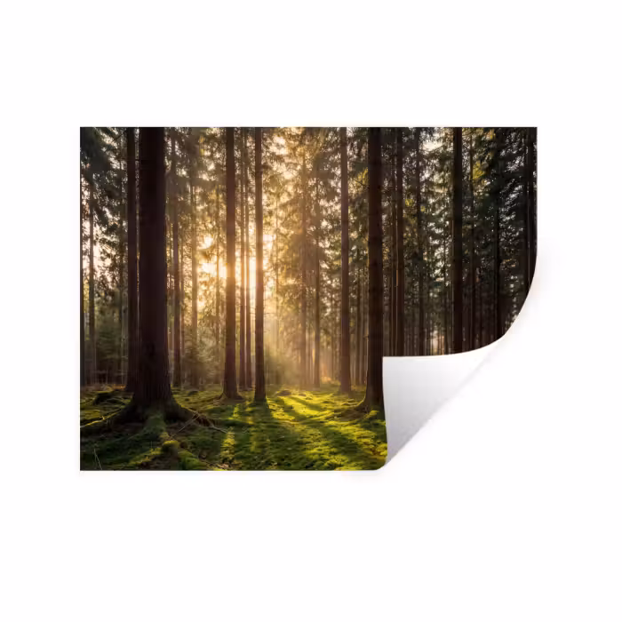 Muursticker - Bos - Gras - Zonlicht