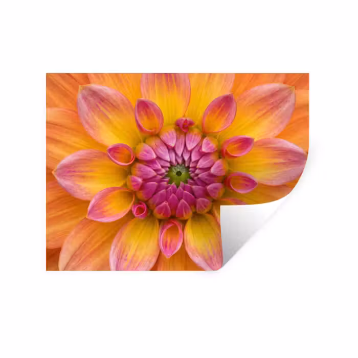 Muursticker - Dahlia - Bloem - Oranje