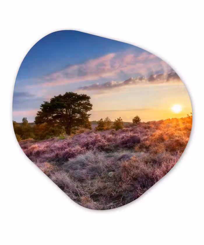 Organische Formen – Aluminium – Bloeiende heide tijdens zonsondergang in Nederland