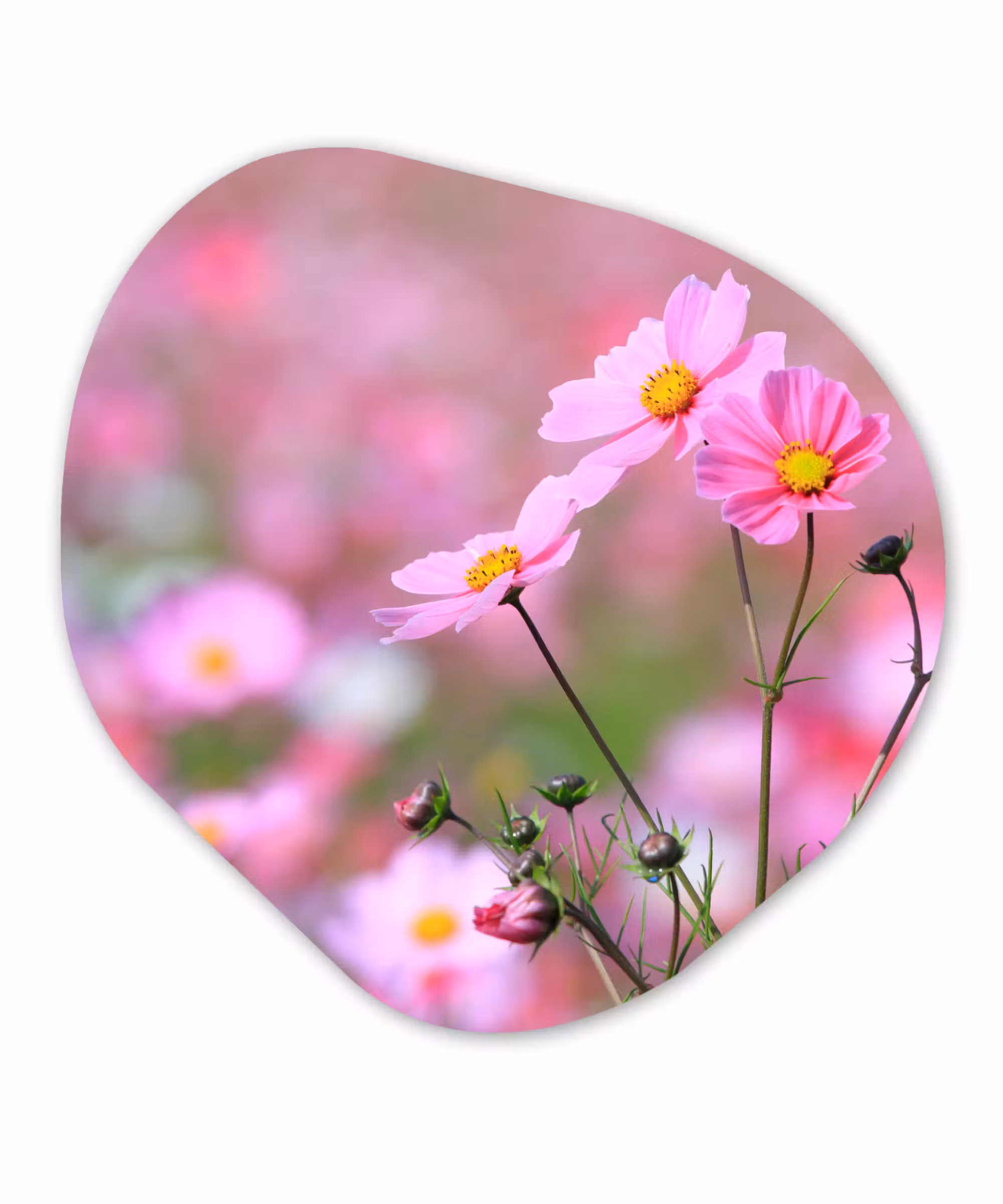 Organische Formen – Aluminium – Bloemen - Buiten - Roze
