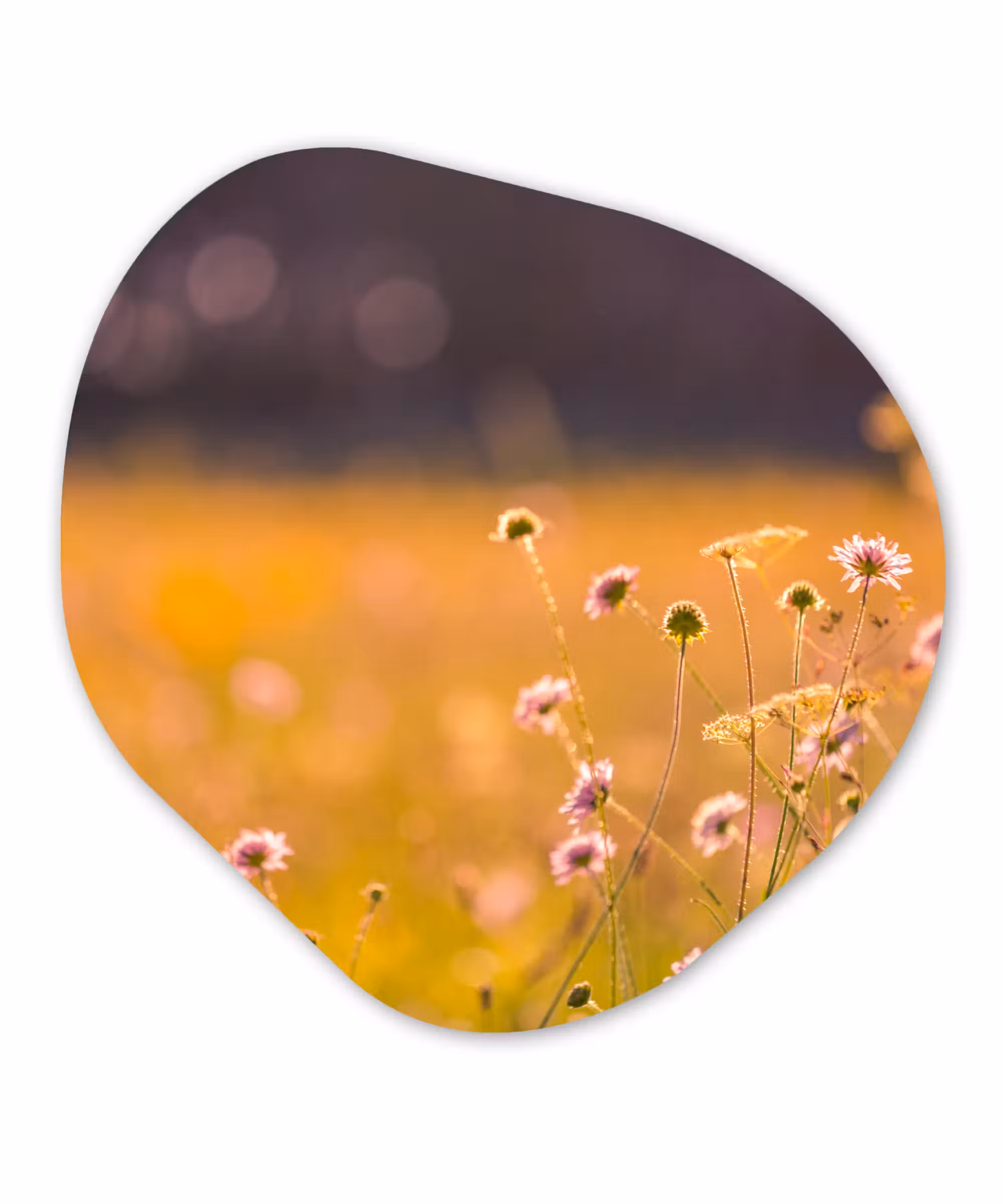 Organische Formen – Aluminium – Bloemen - Licht - Roze