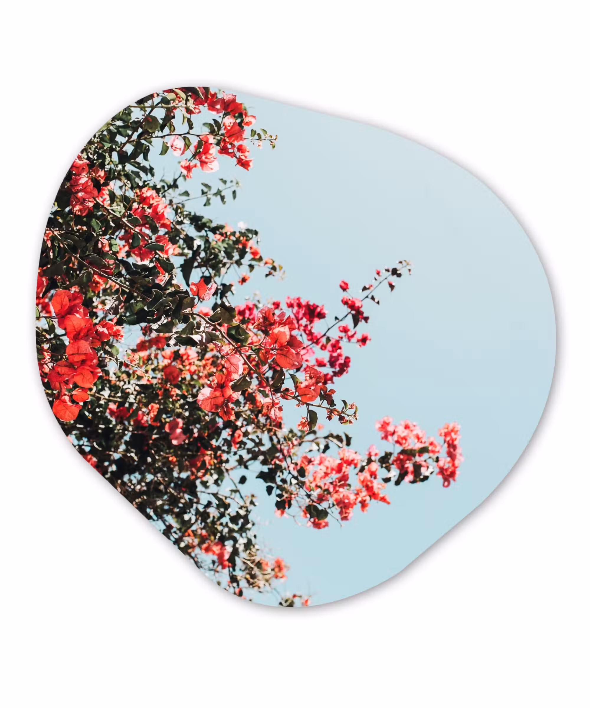 Organische Formen – Aluminium – Bloemen - Lucht - Roze