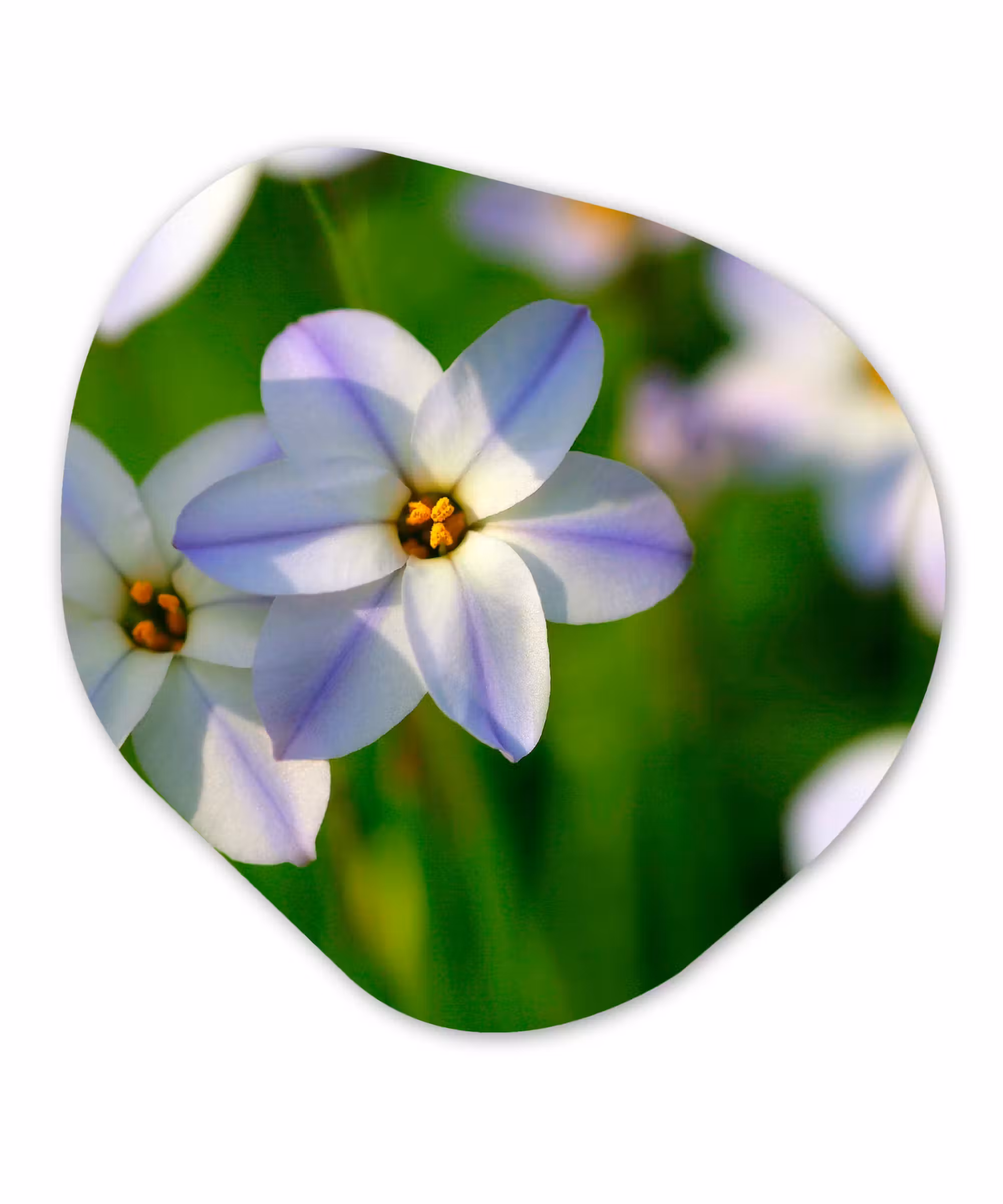 Organische Formen – Aluminium – Bloemen - Tuin - Paars