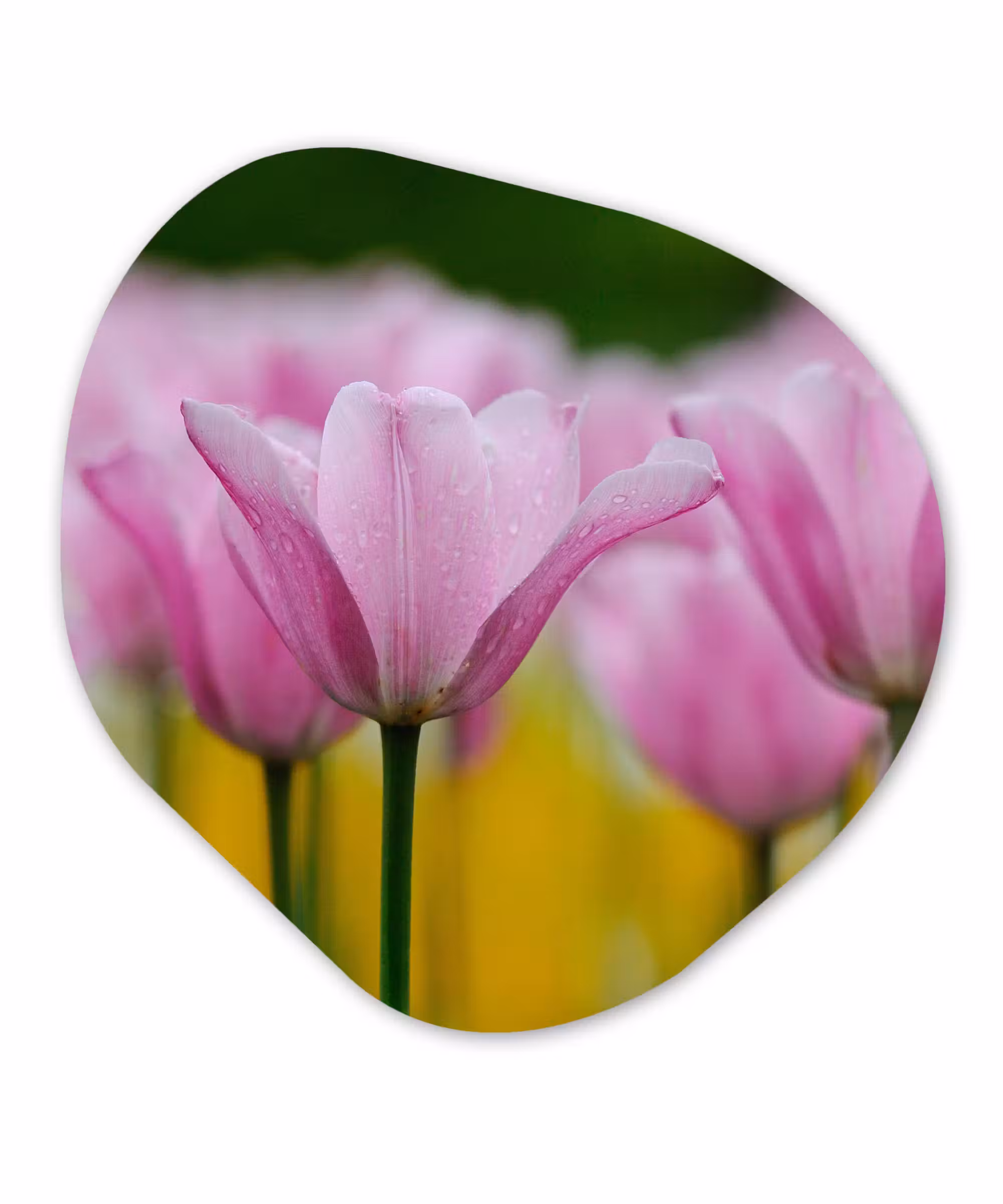 Organische Formen – Aluminium – Bloemen - Tulpen - Roze
