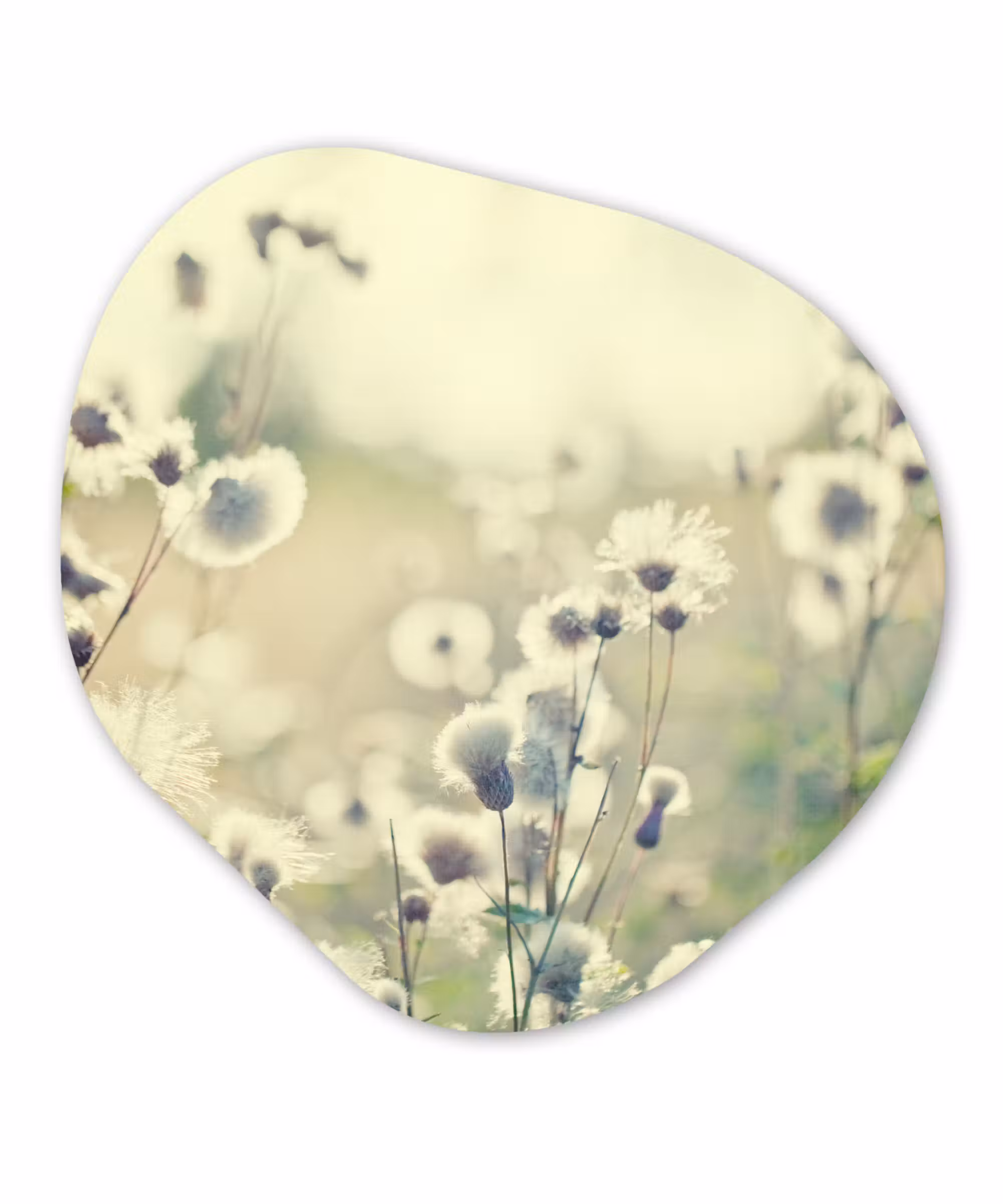 Organische Formen – Aluminium – Bloemen - Veld - Wit
