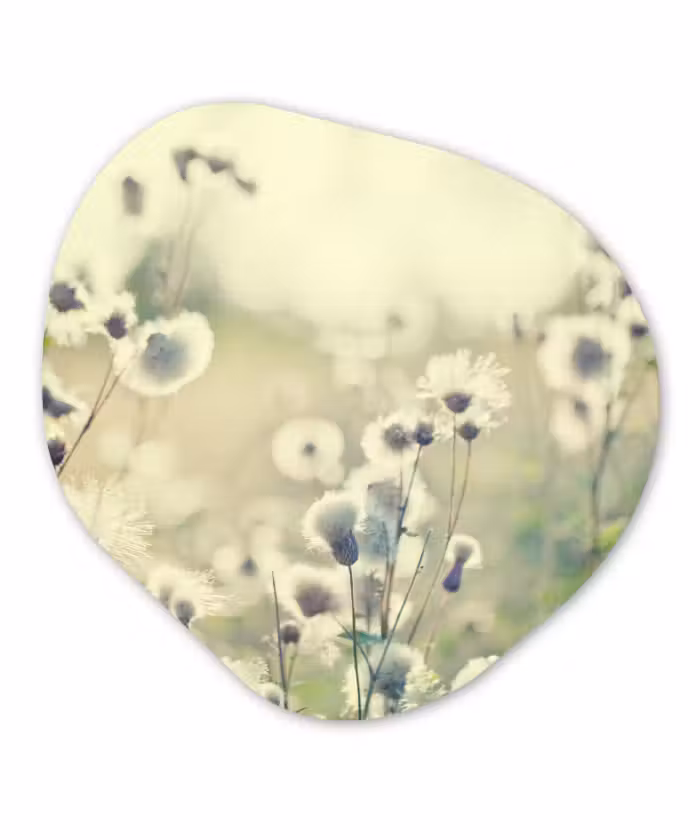 Organische Formen – Aluminium – Bloemen - Veld - Wit