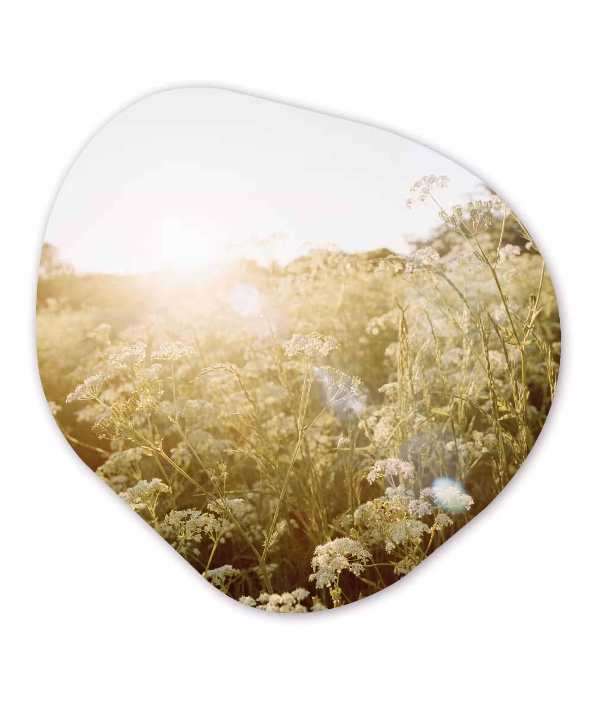 Organische Formen – Aluminium – Bloemen - Wit - Lente