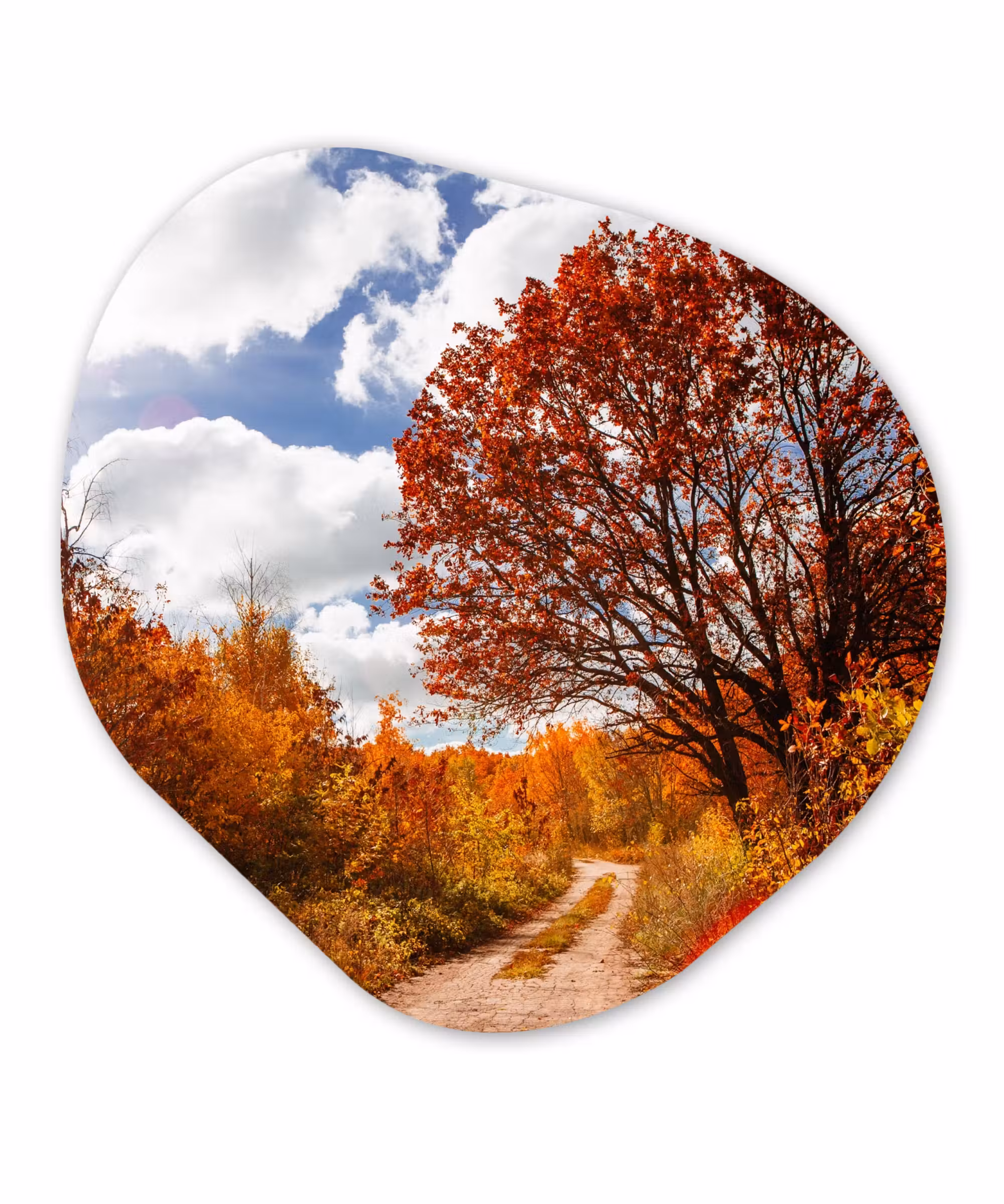 Organische Formen – Aluminium – Boom - Pad - Herfst