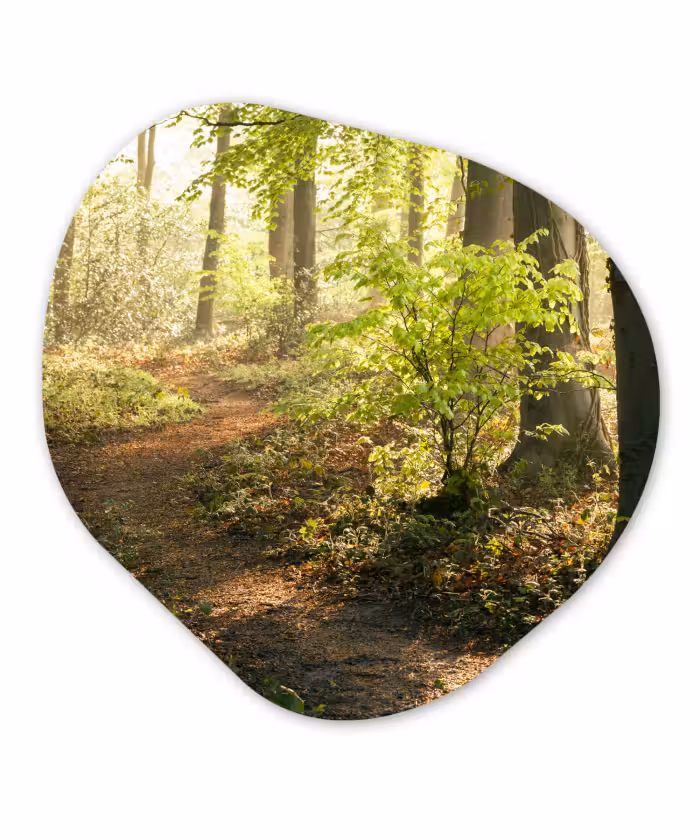 Organische Formen – Aluminium – Bos - Bomen - Pad - Zon - Planten - Bladeren - Natuur