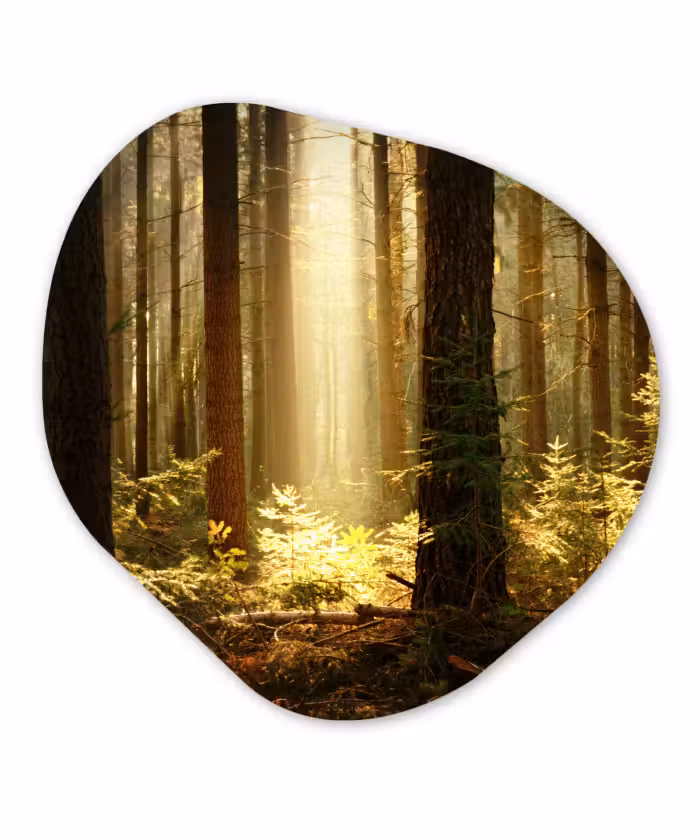 Organische Formen – Aluminium – Bos - Bomen - Zon