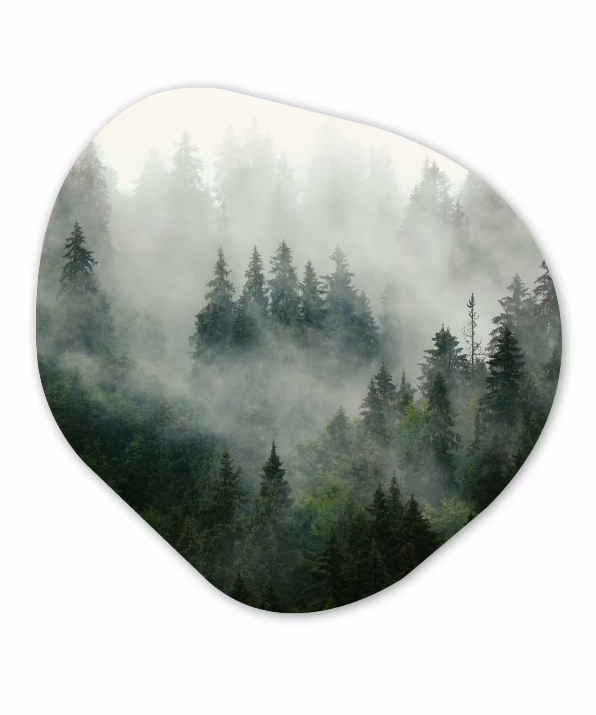 Organische Formen – Aluminium – Bos - Mist - Bomen - Natuur