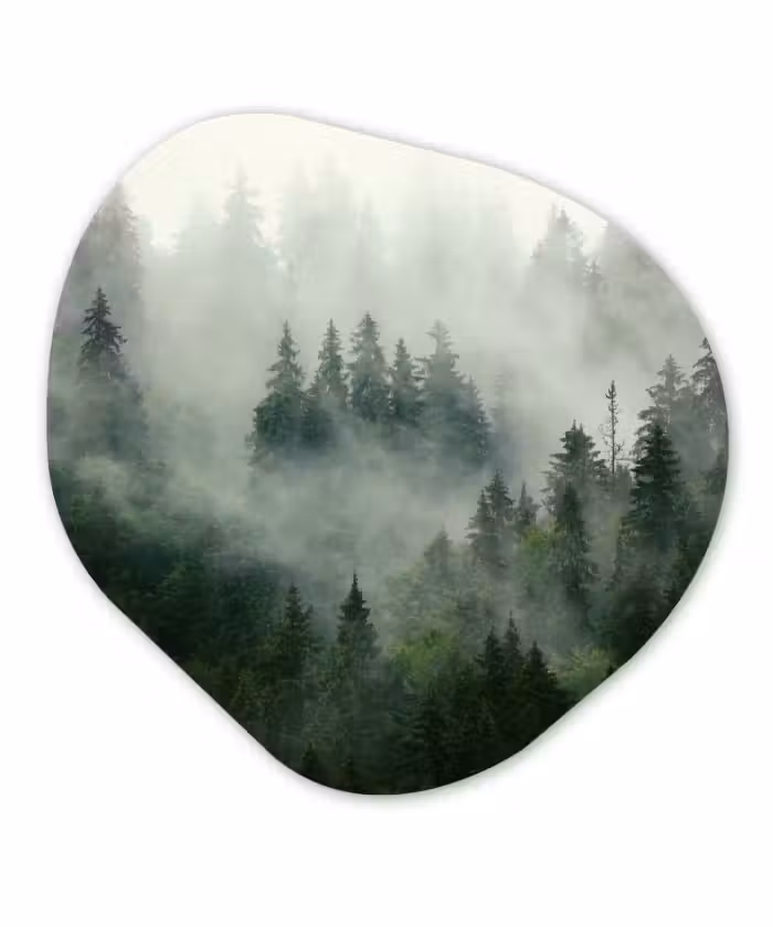 Organische Formen – Aluminium – Bos - Mist - Bomen - Natuur