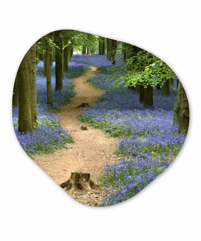 Organische Formen – Aluminium – Bos - Pad - Bloemen - Blauw