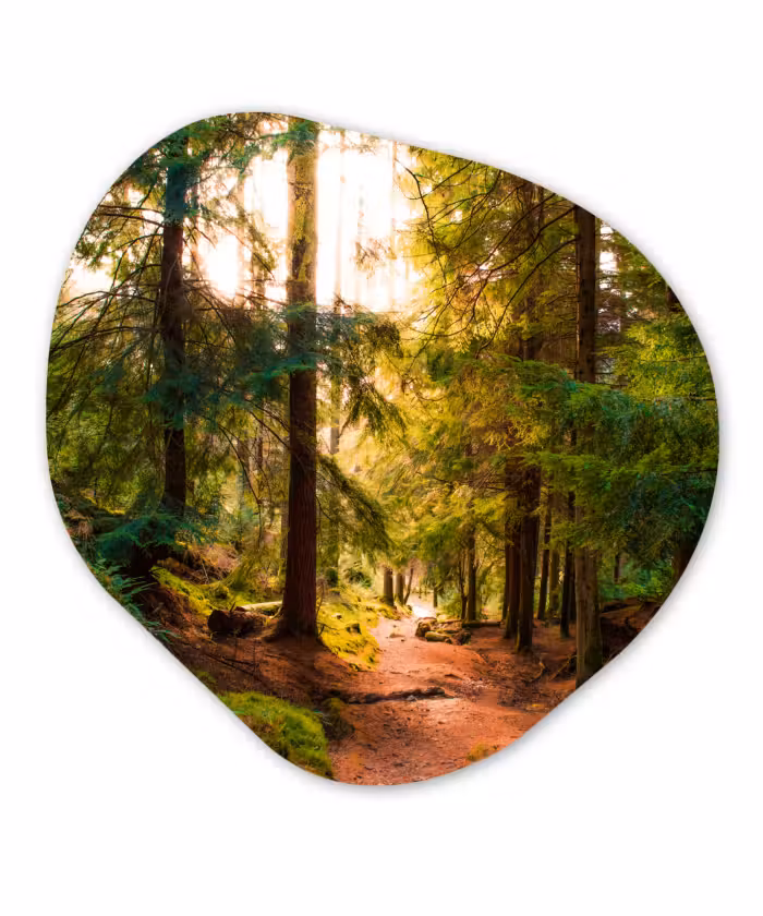 Organische Formen – Aluminium – Bos - Pad - Bomen - Groen - Zon - Natuur