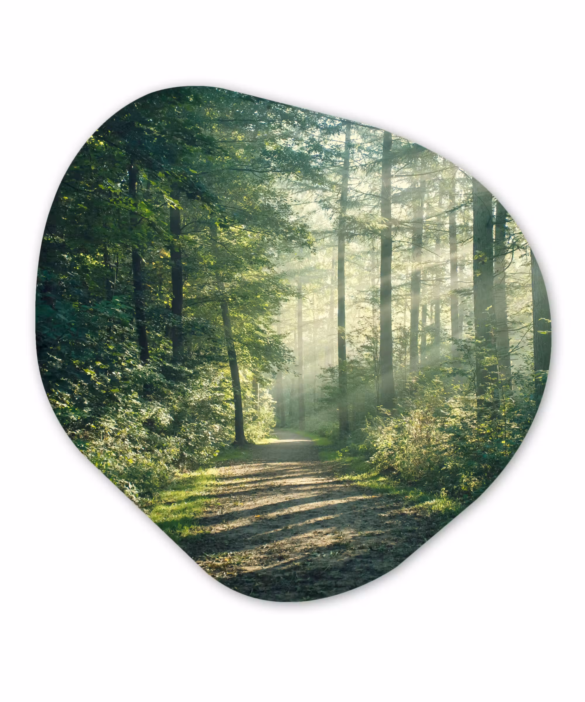 Organische Formen – Aluminium – Bos - Pad - Zon - Bomen - Groen - Natuur