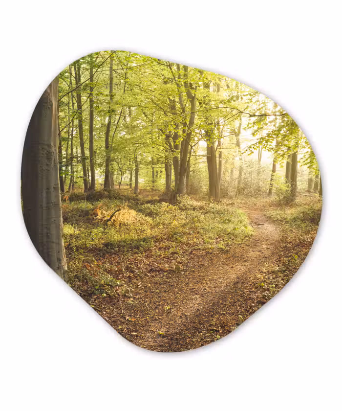 Organische Formen – Aluminium – Bos - Pad - Zonsopgang