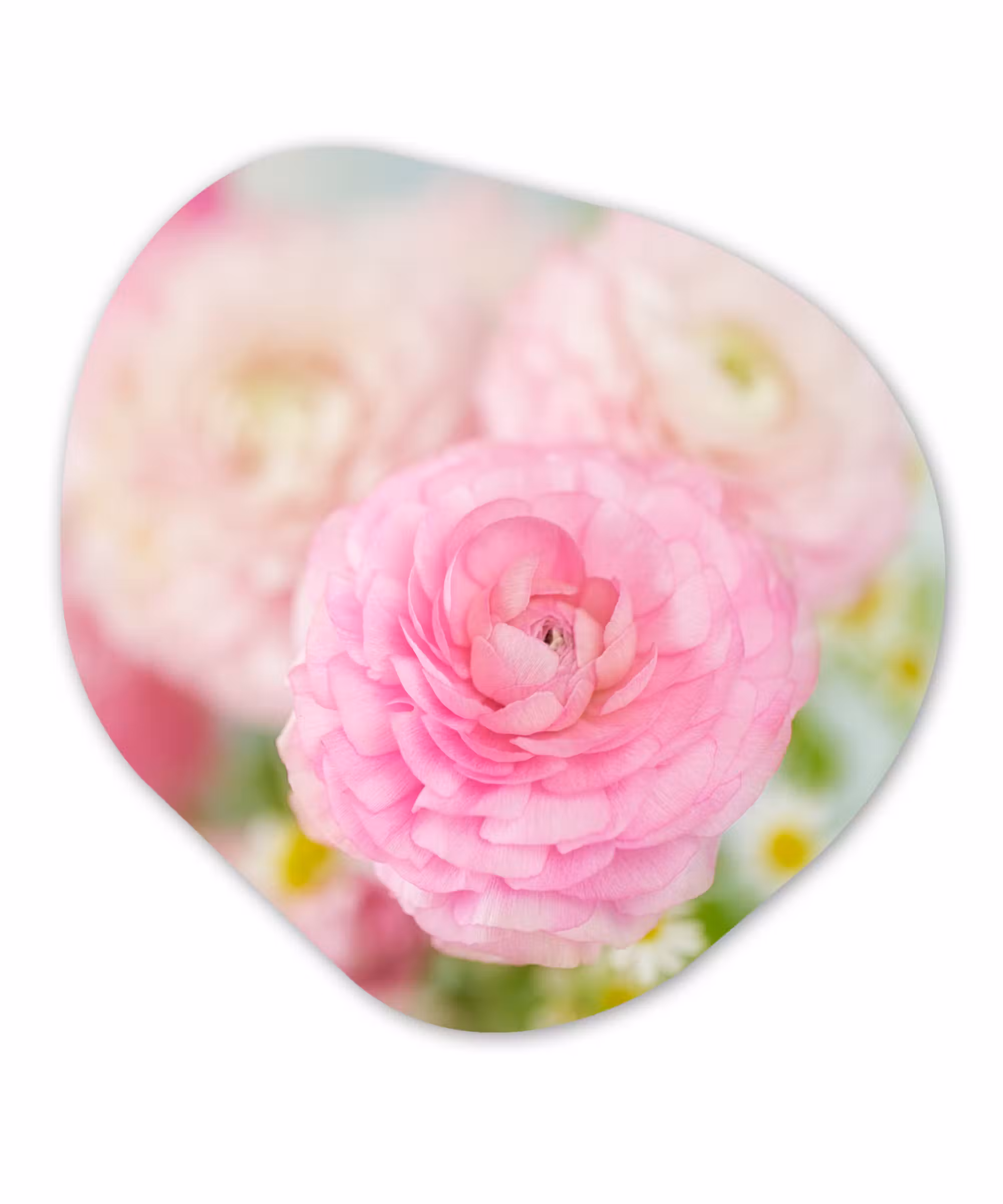 Organische Formen – Aluminium – Close-up van roze bloemen