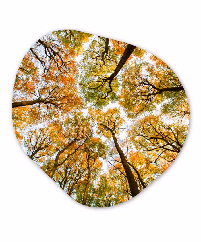 Organische Formen – Aluminium – Herfst - Lucht - Boom