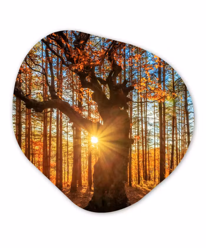 Organische Formen – Aluminium – Herfst - Zon - Boom