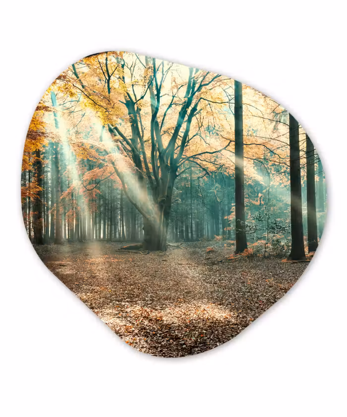 Organische Formen – Aluminium – Herfstbos in Nederland