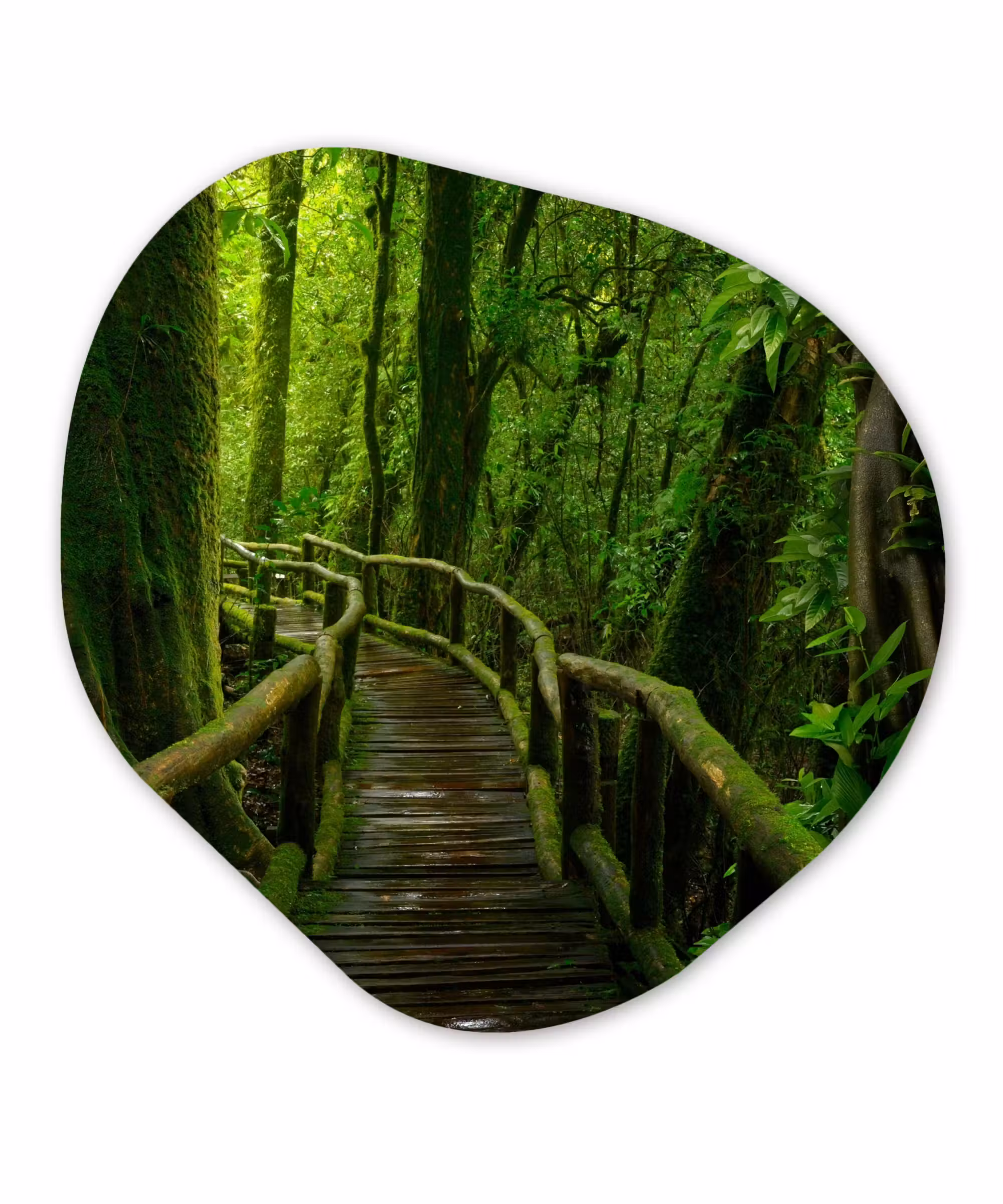 Organische Formen – Aluminium – Jungle - Brug - Mos - Natuur - Tropisch