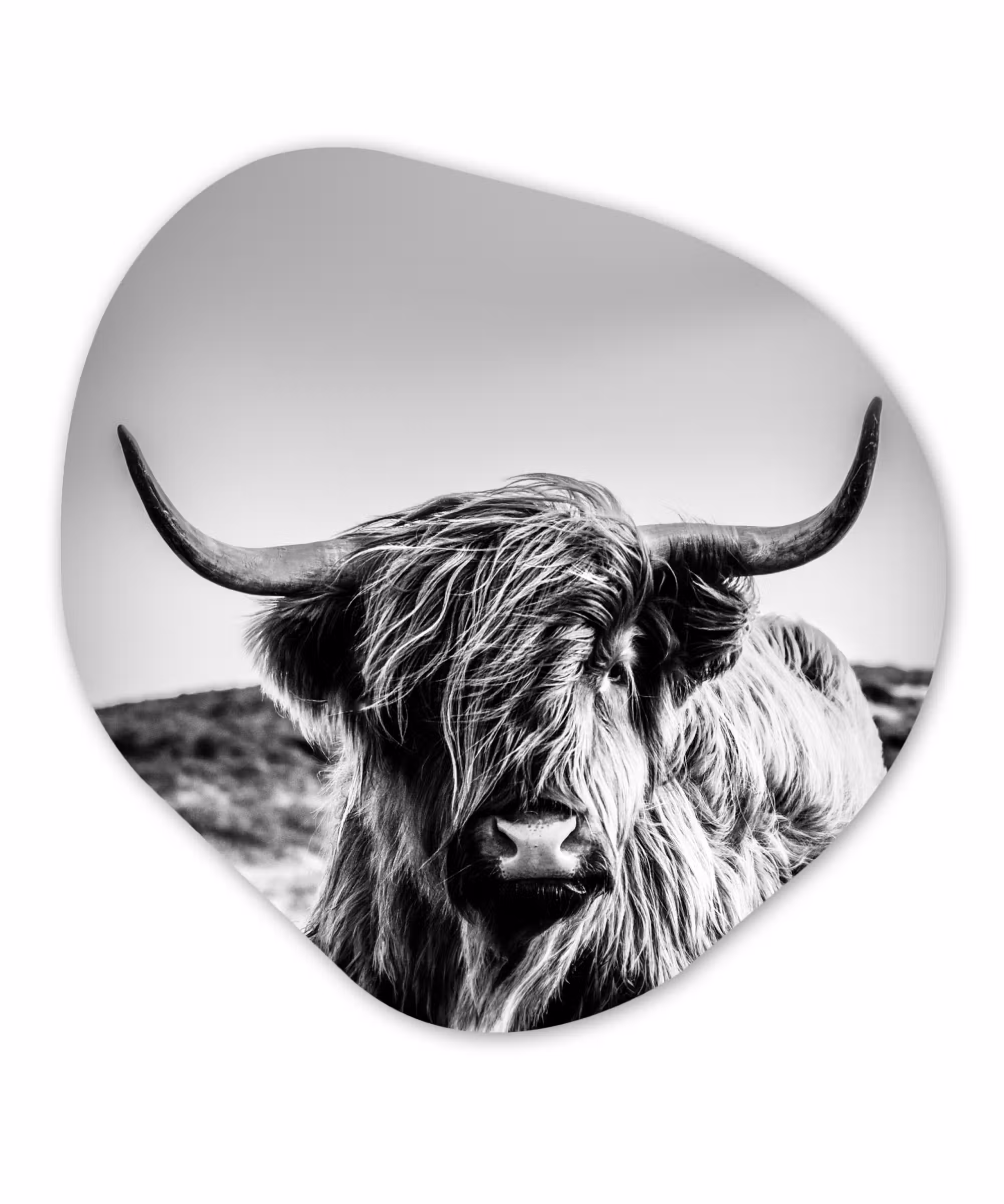 Organische Formen – Aluminium – Koe - Schotse hooglander - Zwart - Wit - Dier - Natuur - Wild