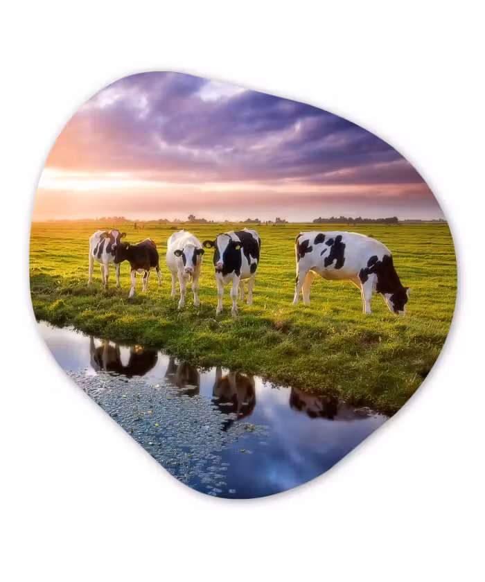 Organische Formen – Aluminium – Koeien tijdens een zonsondergang