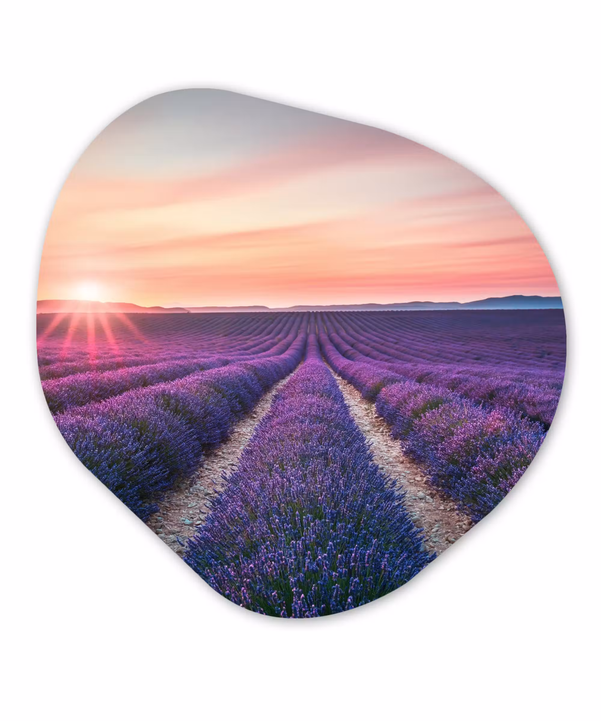 Organische Formen – Aluminium – Lavendel - Paars - Bloemen