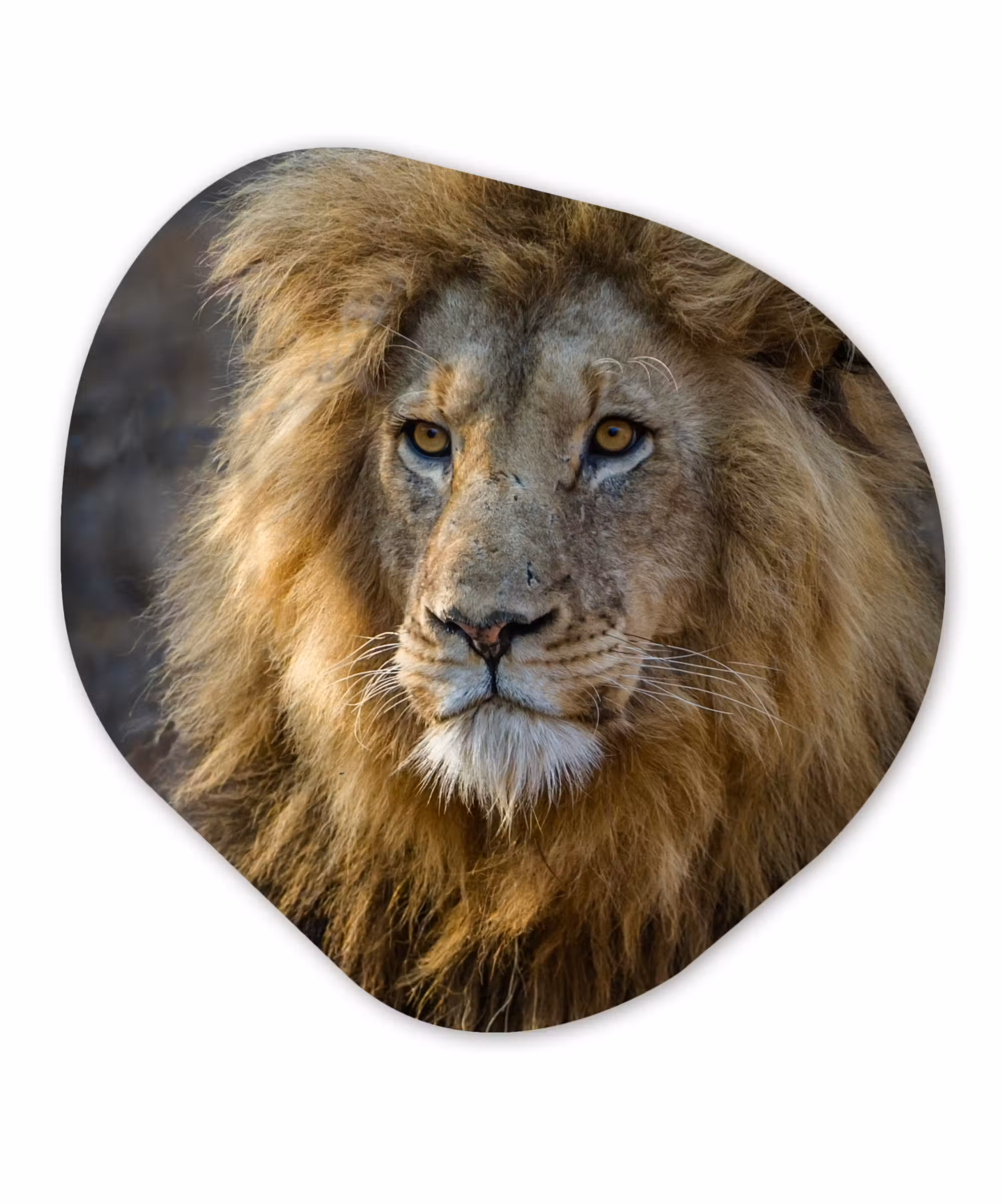 Organische Formen – Aluminium – Leeuw - Portret - Wild