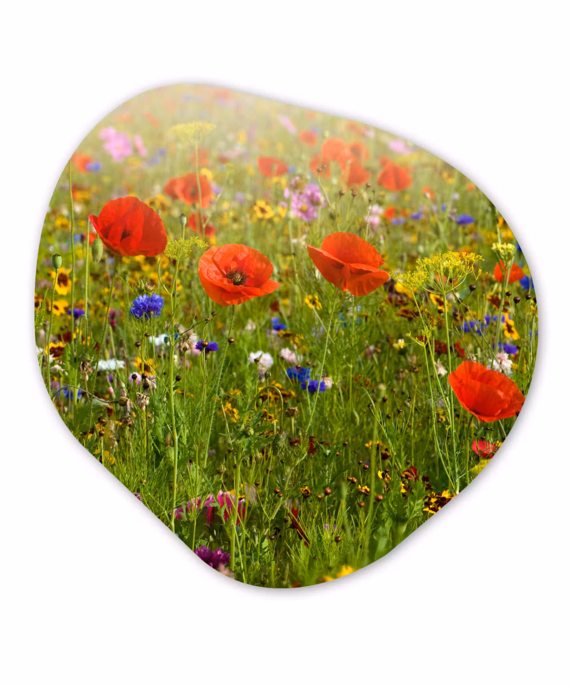 Organische Formen – Aluminium – Lente - Bloemen - Rood - Klaproos - Gras - Groen