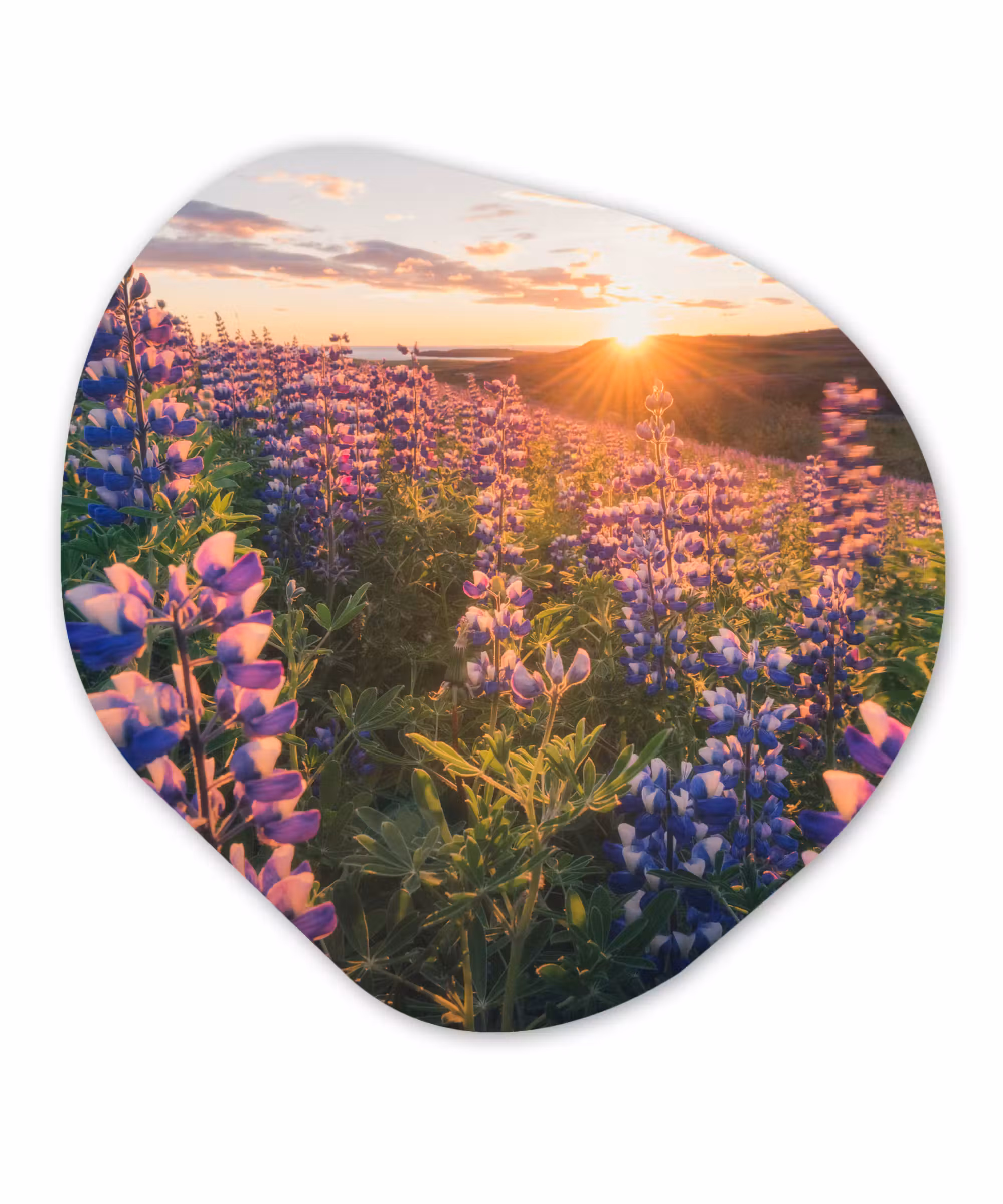 Organische Formen – Aluminium – Lupine - Zon - Paars