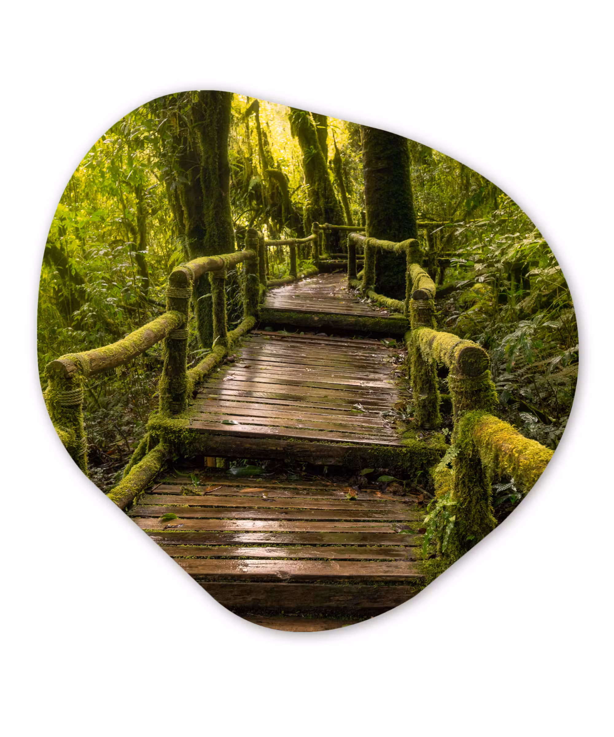 Organische Formen – Aluminium – Mooi regenwoud en jungle