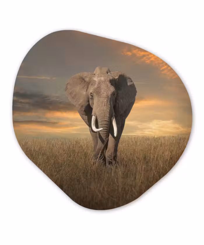 Organische Formen – Aluminium – Olifant - Dieren - Gras - Natuur
