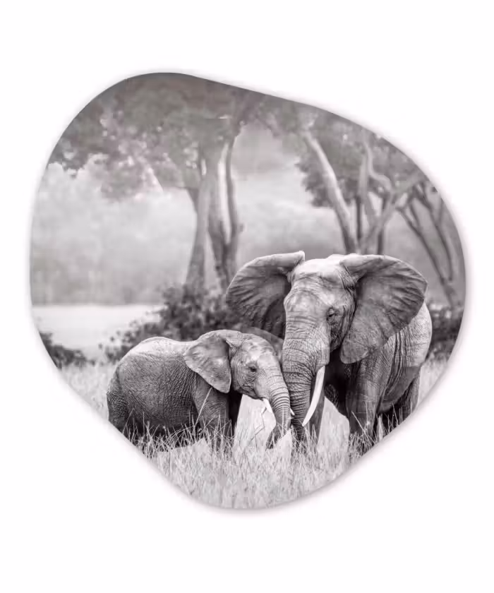 Organische Formen – Aluminium – Olifant - Dieren - Natuur - Zwart wit