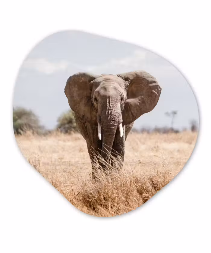 Organische Formen – Aluminium – Olifant - Natuur - Dieren - Portret